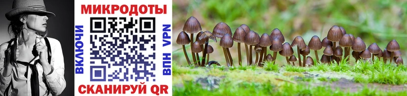 Псилоцибиновые грибы Psilocybe  Купить где  Первомайск 